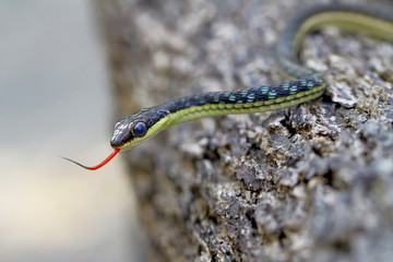 dendrelaphis pictus, painted bronzeback snake, tree snakes