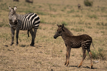 Tira the spotted baby zebra