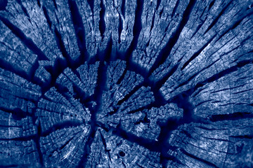Closeup of natural wood. Beautiful abstract texture on a stump in modern blue color with shallow depth of field