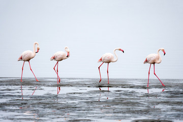 Group of Pink Flamingos at Walvis Bay, Namibia.