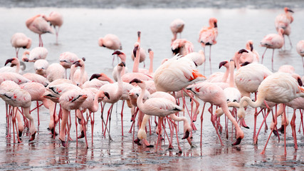 Group of Pink Flamingos at Walvis Bay, Namibia.