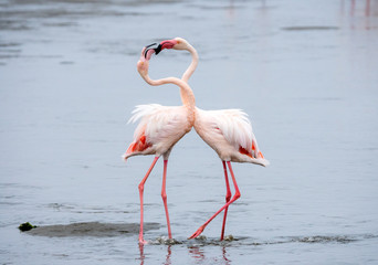 Pink Flamingos in Walvis Bay, Namibia.