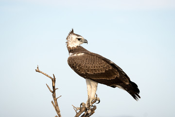 The martial eagle in Etosha National Park, Namibia. A large eagle native in south Africa.