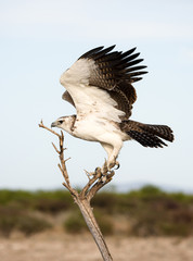 The martial eagle in Etosha National Park, Namibia. A large eagle native in south Africa.