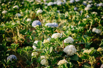 Hydrangea flower field with blue-purple-white flowers