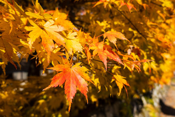 Yellow maple leaves in autumn with blurred background, from Shirakawa-go, Gifu Prefecture, Japan.