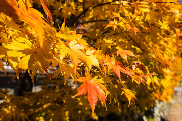 Yellow maple leaves in autumn with blurred background, from Shirakawa-go, Gifu Prefecture, Japan.