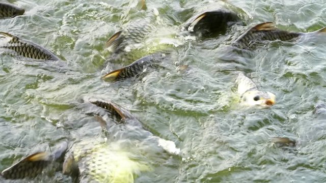 Java barb or Silver barb in farm