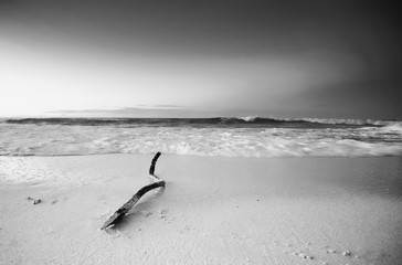 Slow exposure of a large branch washing up on shore at a sandy beach