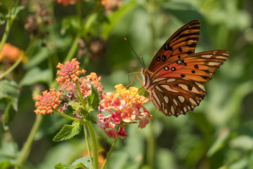 A Gulf Fritillary enjoys some nectarf from the lantanas at Yates Mill County Park in Raleigh, North Carolina.