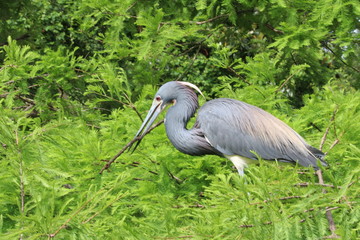 Birds at The Preserve