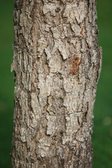 Wooden Bark Texture Background Pattern Wallpaper Close up