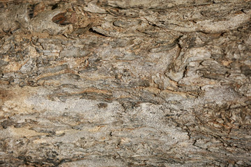 Wooden Bark Texture Background Pattern Wallpaper Close up