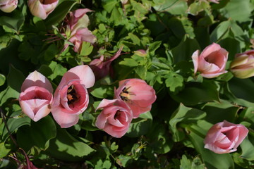 FALL TREES - VARIOUS COLORS, VARIOUS CLOSE UPS AND VARIOUS VISTAS