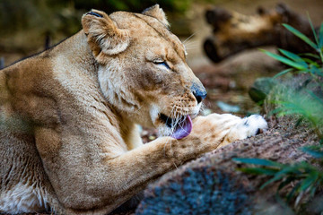 Relaxed lioness licking paw