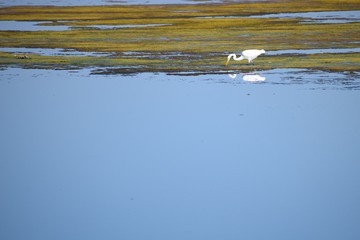 Great Egret in marsh lands