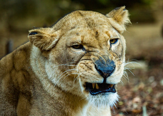 Obraz na płótnie Canvas Snarling lioness looks towards the camera