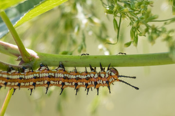 A Variegated Fritillary in the caterpillar form crawls along the underside of a stem with ants skittering on top at Yates Mill County Park in Raleigh, North Carolina.