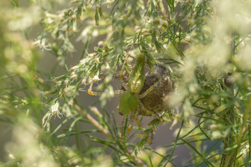 A well-camouflaged green lynx spider guards her egg sac in the shrubbery at Yates Mill County Park in Raleigh, North Carolina.