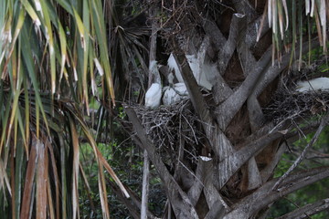 Birds at The Preserve
