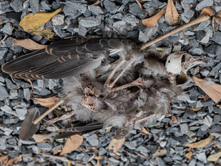 Take a photo of Dead bird carcass in garden.