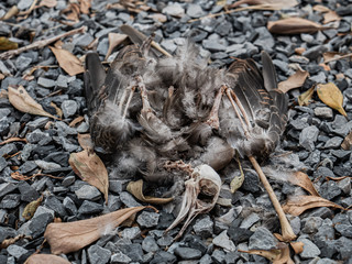 Take a photo of Dead bird carcass in garden.