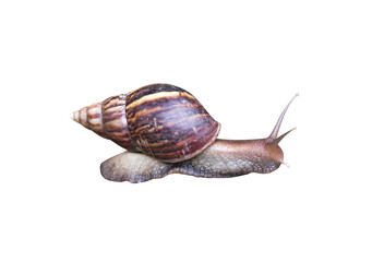 Snail crawling  wild single side isolated on white background with clipping path