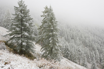 Mountains, winter snowy forest.