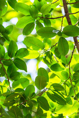 Backlit tree leaves white background..