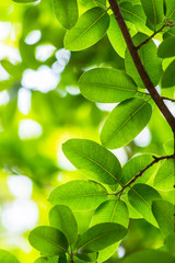 Backlit tree leaves white background..