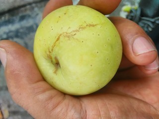 Apple  in the hand