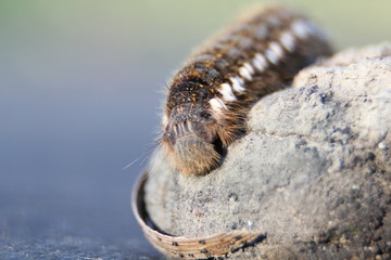 caterpillar on a blade of grass