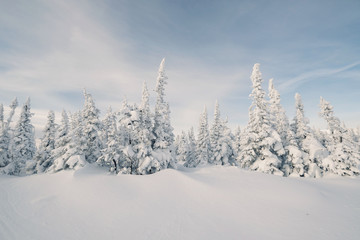 Fototapeta premium Snow cowered pine trees forest, cold white winter day