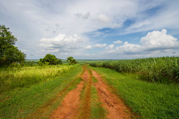 Fototapeta na wymiar A gravel red soil road in the Sugar Cane fields of Chuping, Perlis