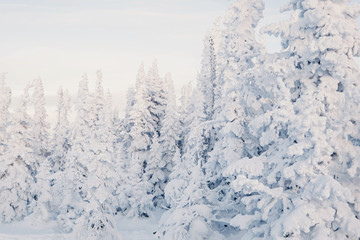 Frozen snow cowered pine trees forest background, cold winter day