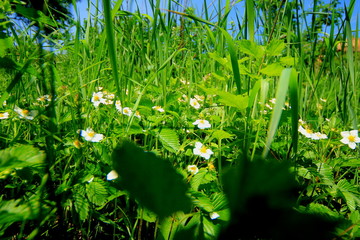 Wild strawberry flowers in the green grass.