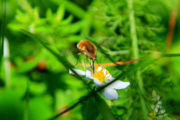 bee on flower
