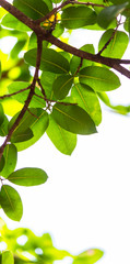 Backlit tree leaves white background..