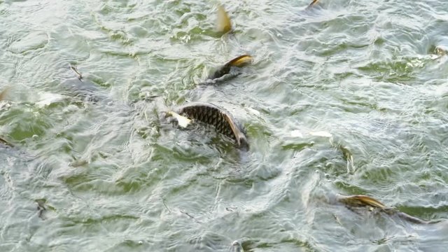 Java barb or Silver barb in farm