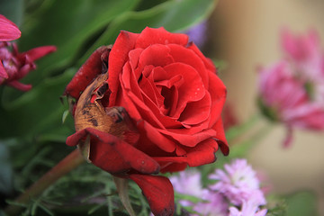 a rose symbol of love