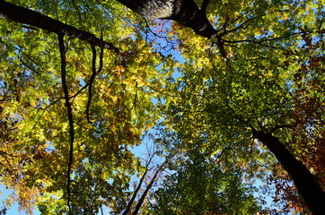 View upward into tree canopy