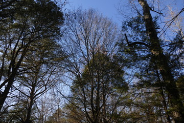 twilight in the woods