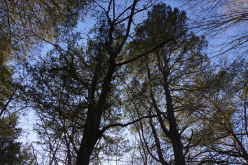 dogwood pine and cedar, early December
