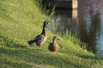 Birds at the Preserve