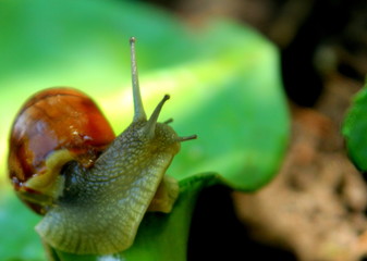 Grape snail.