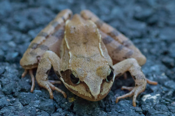 Grenouille rousse