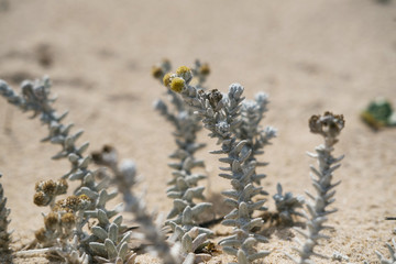 Flowers growing on the sand in dunes