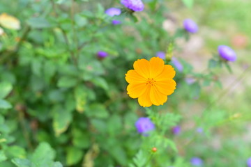 Yellow Mexican Aster flowers in the garden