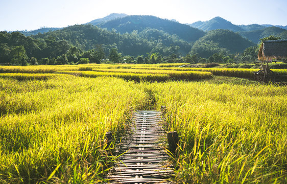 Landscaped Of Organic Farm Rice Field.