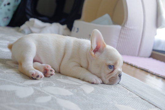 ブルドッグ の画像 37 643 件の Stock 写真 ベクターおよびビデオ Adobe Stock